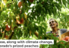 Colorado’s peach industry is threatened by a fungal disease. Helen H. Richardson/The Denver Post via Getty Images